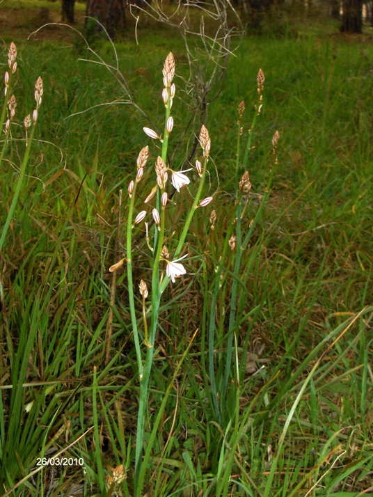 Asphodelus fistulosus